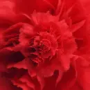 red dianthus