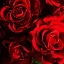 red rosas
