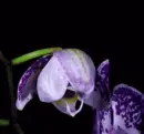 blooming orchid