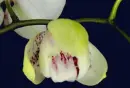 blooming orchid