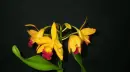 blooming orchid