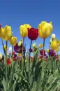 multicolored tulips