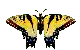 yellow butterfly