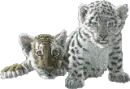 baby leopards