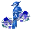 blue Jay