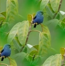 Honeycreeper