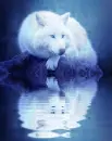 white wolf