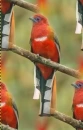 trogon background