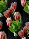 colored tulips