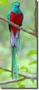Quetzal