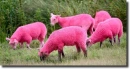 pink sheeps