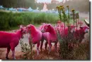pink sheeps