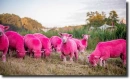 pink sheeps