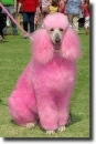 pink poodle