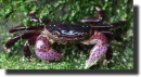 purple crab