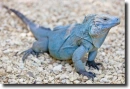 blue leguan