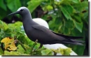 black noddi