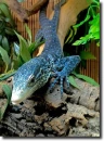 blue varanus
