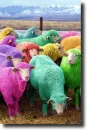 multicolored sheep