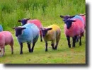 multicolored sheep