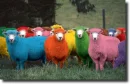 multicolored sheep