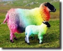 multicolored sheep