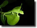 green lizard