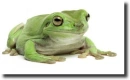 green tree frog