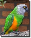 Senegal parrot