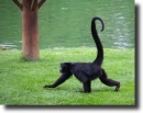 black spider monkey