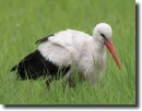 Ciconia ciconia