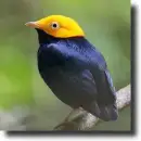 Goldenhead manakin