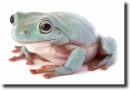 Blue tree frog