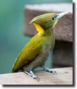 Yellow woodpwecker