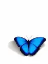 color changed butterfly