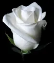 white rosa