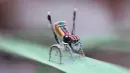 peacock spider