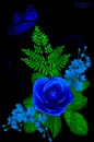 blue rosa
