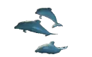 3 dolphin