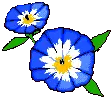 convolvulus