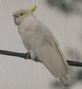 cockatoo