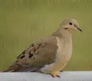 pigeon