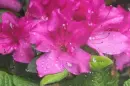 Rhododendron