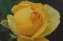 yellow rosa