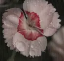 dianthus
