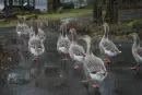 goose