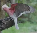galah