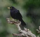 blackbird