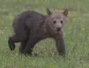 bear puppy