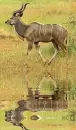kudu